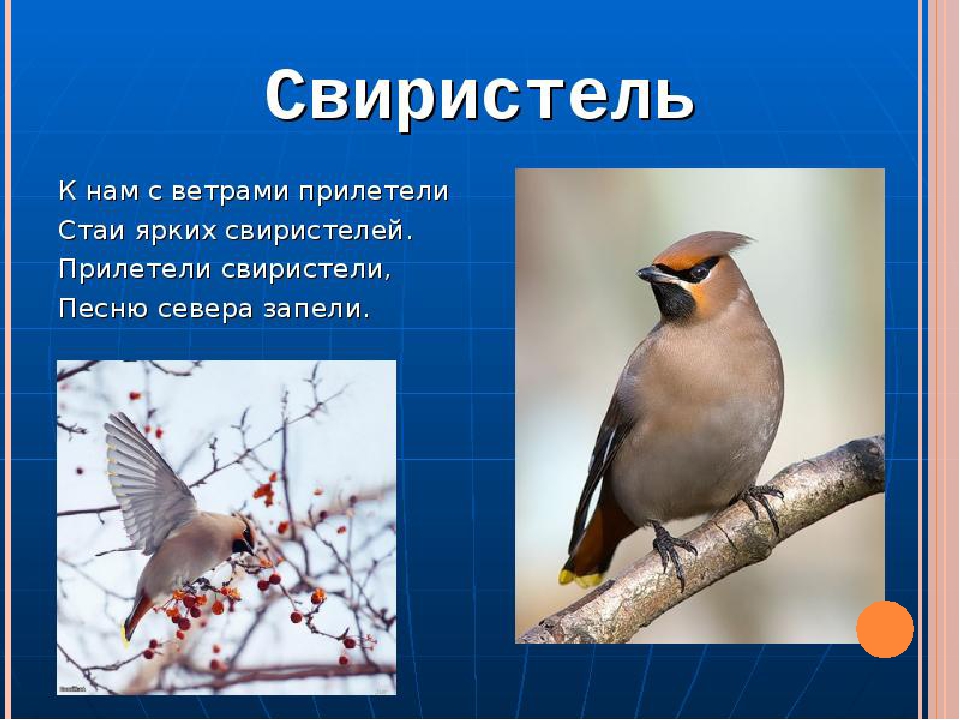 Презентация для детей дошкольного возраста на тему "Птицы зимой"