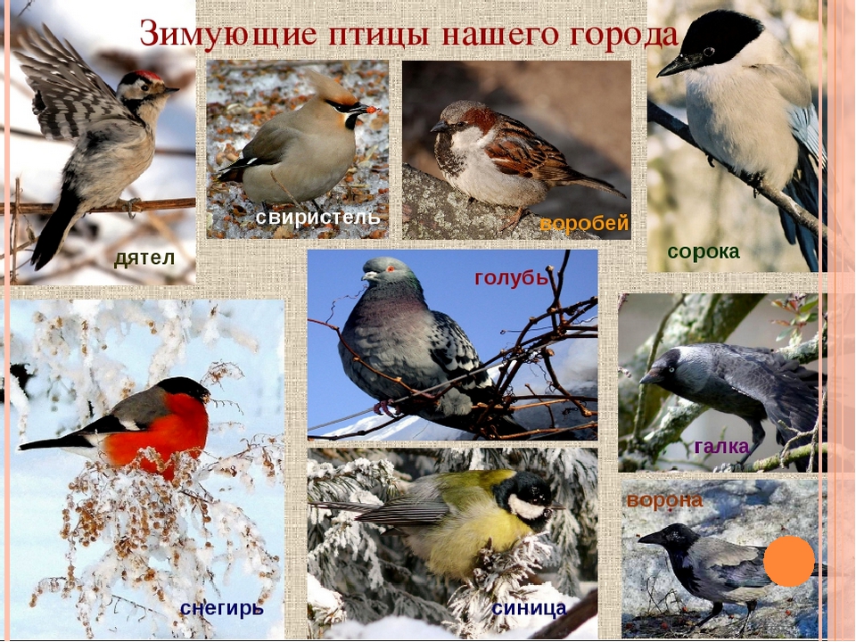 Презентация для детей дошкольного возраста на тему "Птицы зимой"