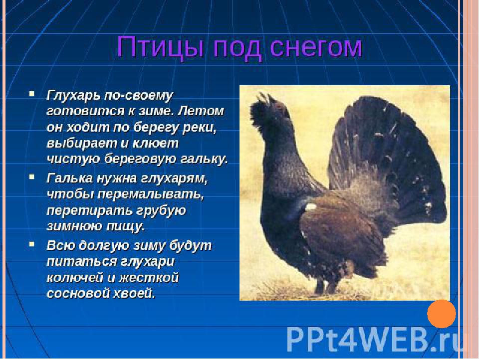 Презентация для детей дошкольного возраста на тему "Птицы зимой"
