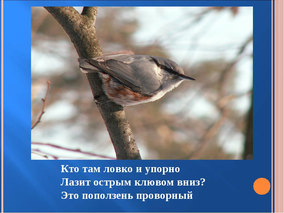 Презентация для детей дошкольного возраста на тему "Птицы зимой"