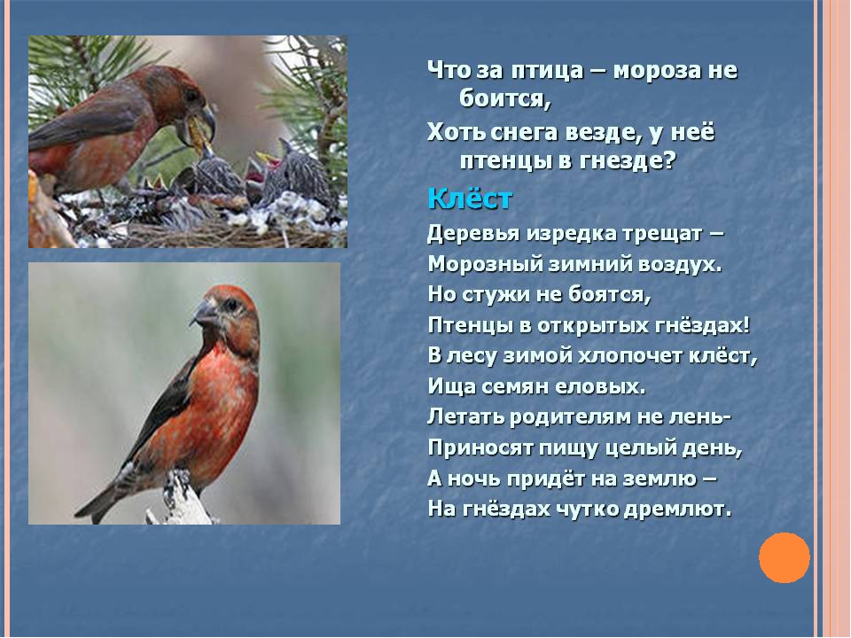 Презентация для детей дошкольного возраста на тему "Птицы зимой"
