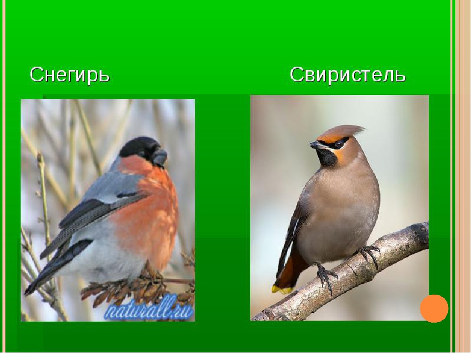 Презентация для детей дошкольного возраста на тему "Птицы зимой"