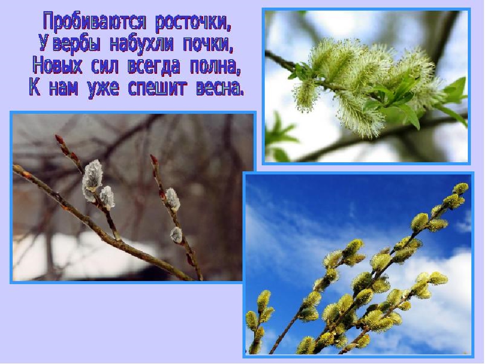 Презентация для детей "Первоцветы"