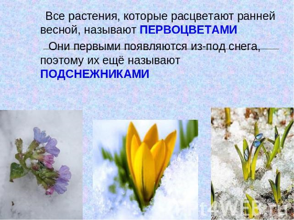 Презентация для детей "Первоцветы"
