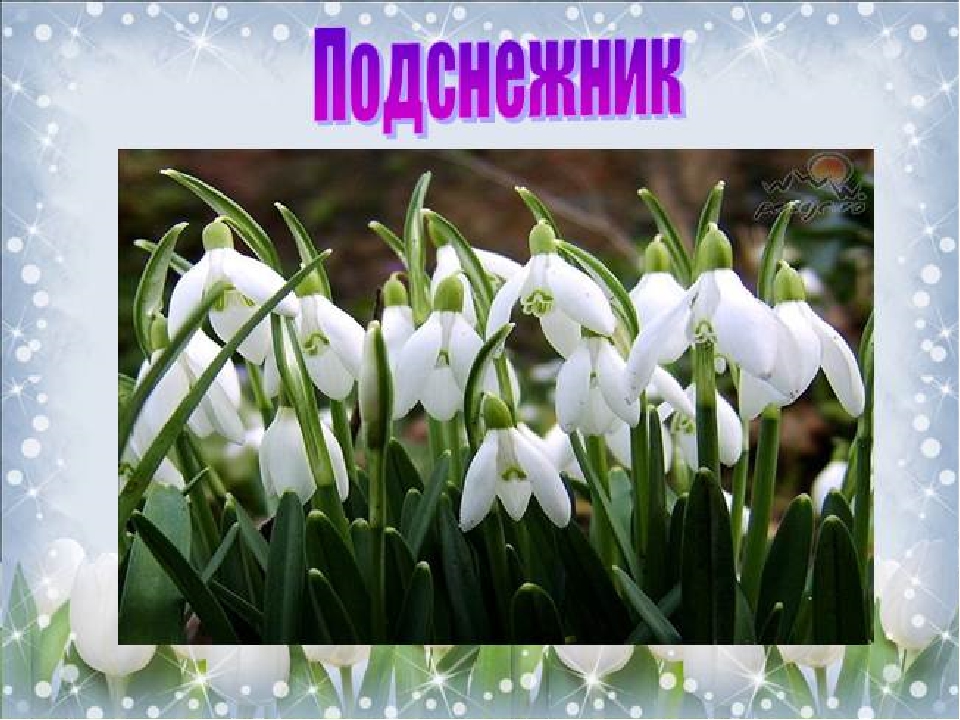 Презентация для детей "Первоцветы"