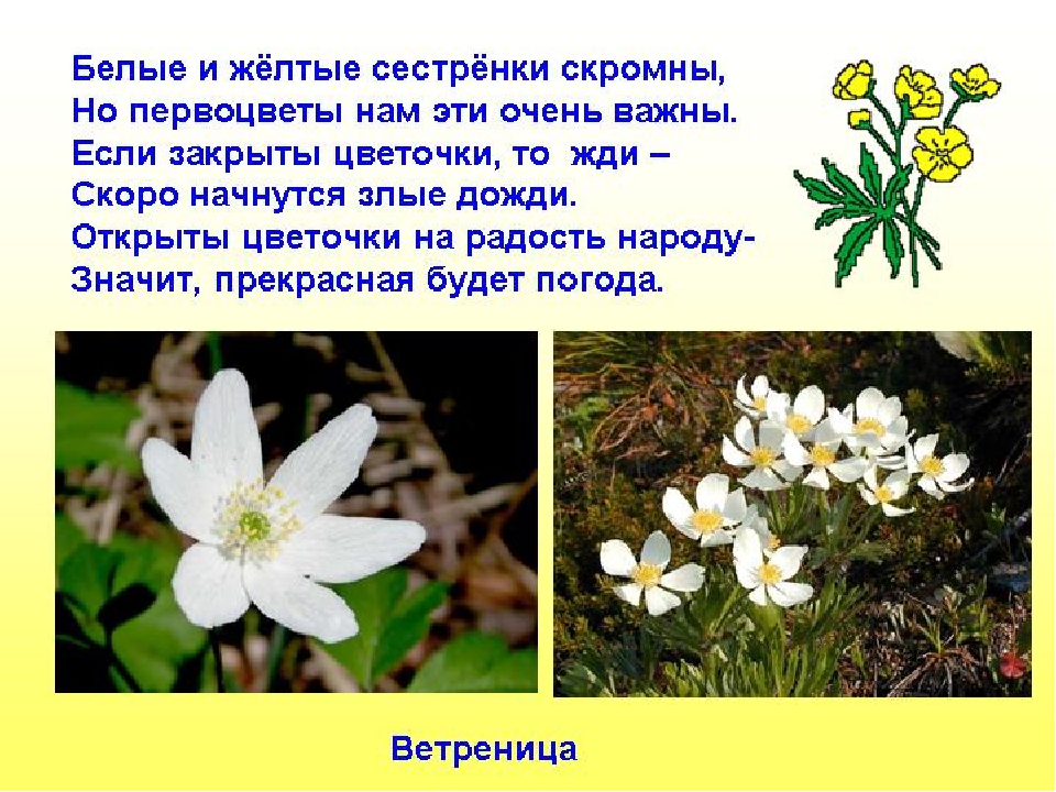 Презентация для детей "Первоцветы"