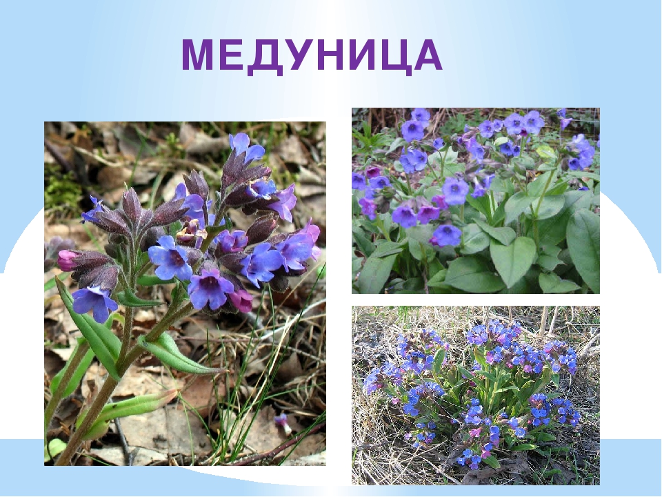 Презентация для детей "Первоцветы"
