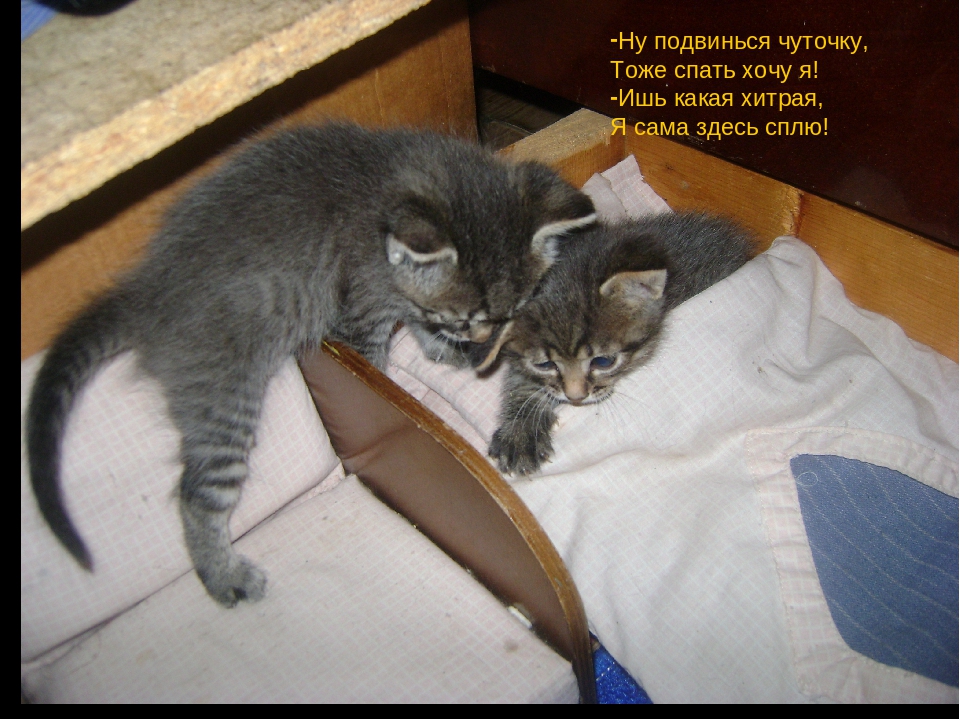 Презентация сказки "Котенкин дом"