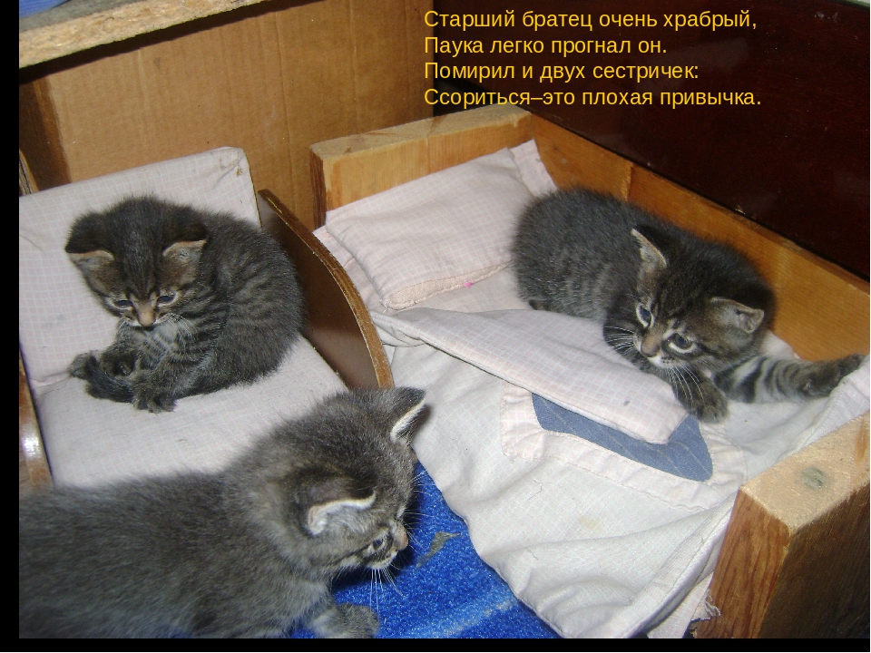 Презентация сказки "Котенкин дом"