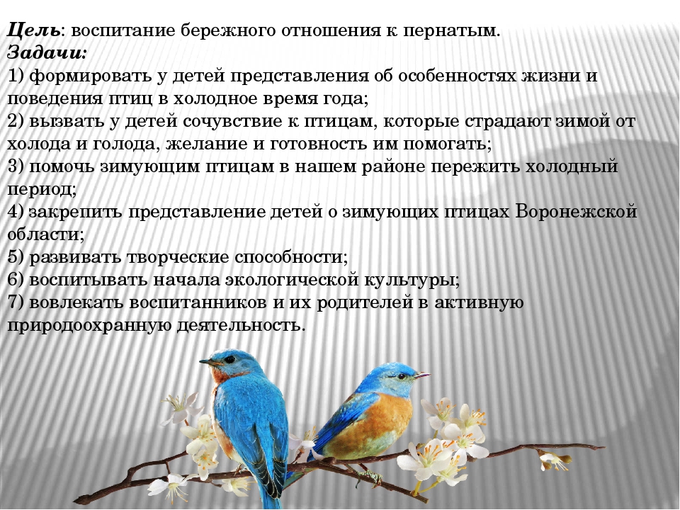 Проект в подготовительной группе "Птицы - наши друзья"
