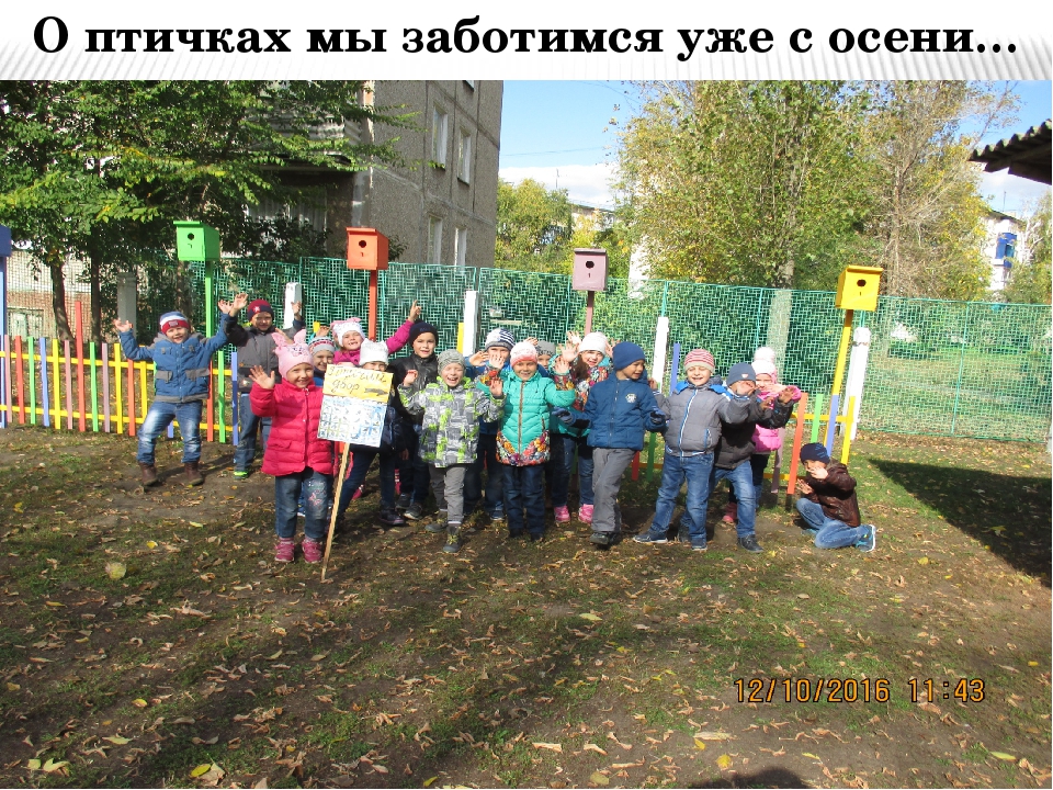 Проект в подготовительной группе "Птицы - наши друзья"
