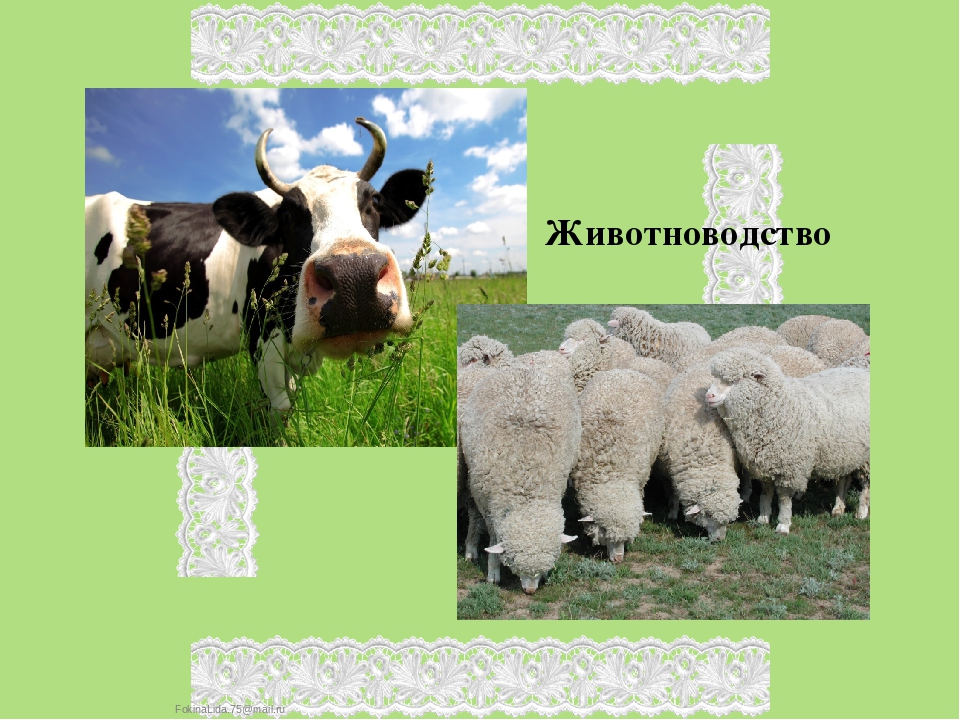 Презентация для детей старшего дошкольного возраста "Традиционная кухня коми народа"