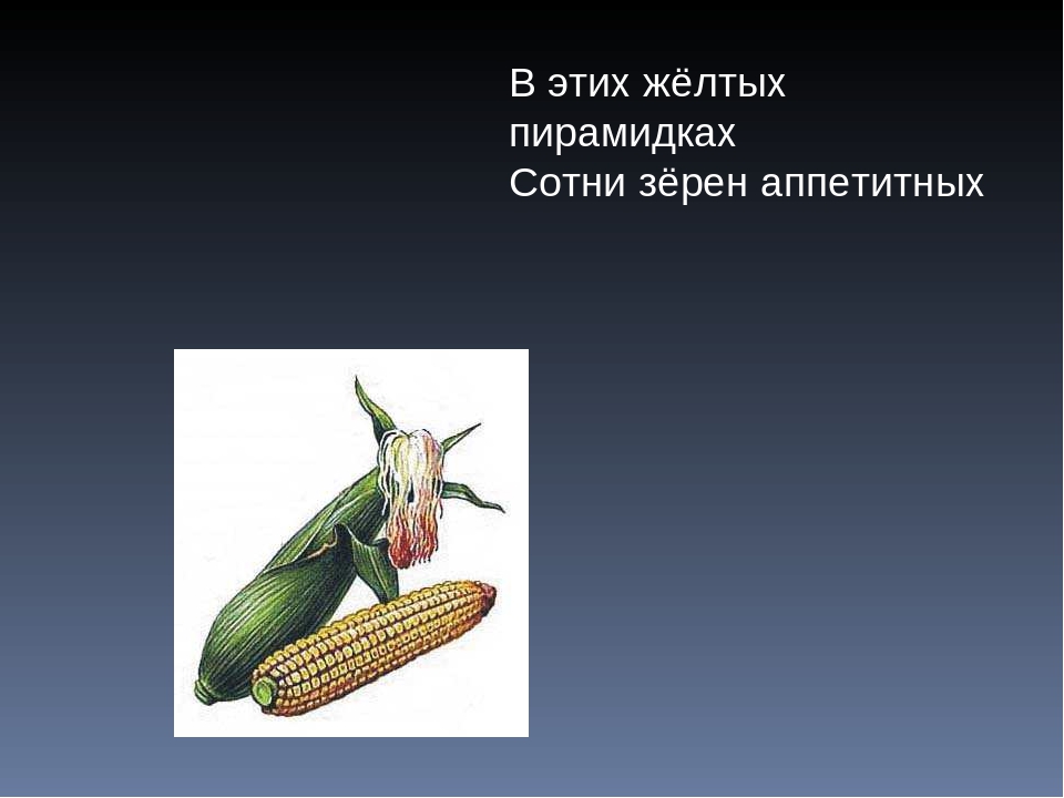 Презентация Загадки про овощи