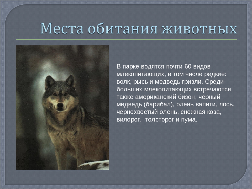 Презентация Программа юного рейнджера