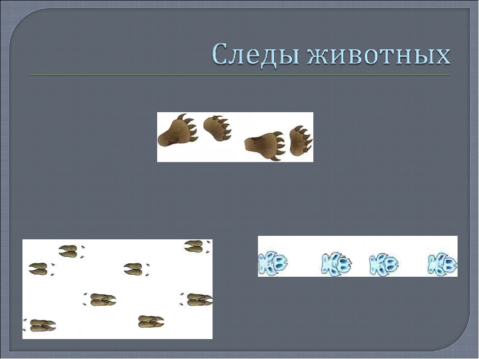 Материальные следы. Презентация по следам животных. Слайд со следами. Звериный след предложение. Предложение о следах зверей.