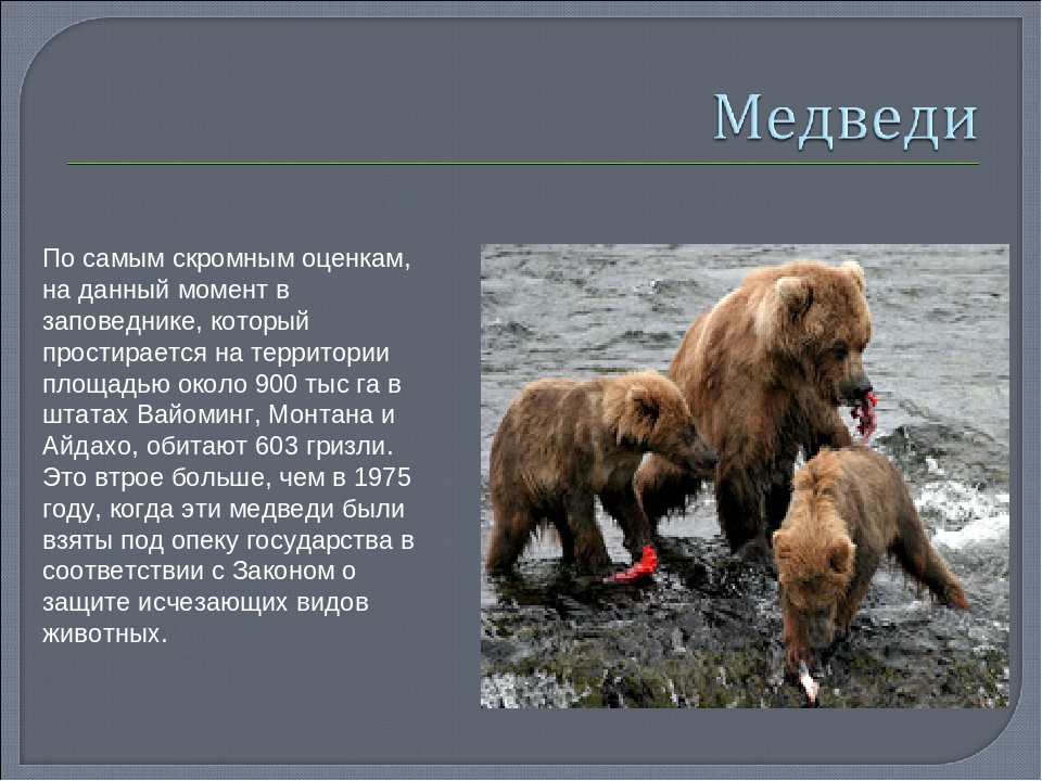 Презентация Программа юного рейнджера