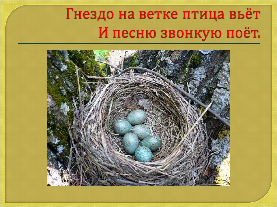 Презентация Что бывает круглым