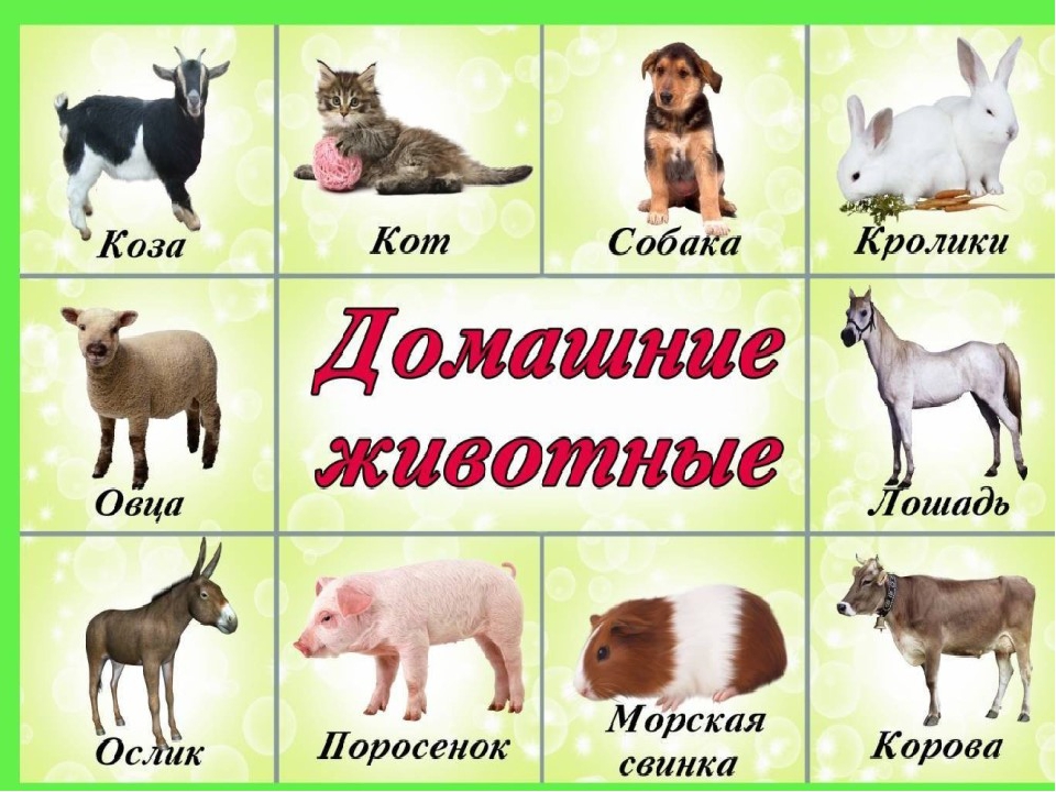 Презентация по ознакомлению с окружающим "Домашние животные"