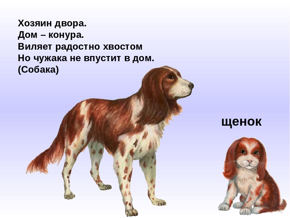 Презентация по ознакомлению с окружающим "Домашние животные"