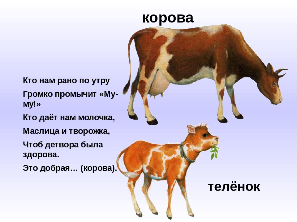 Презентация по ознакомлению с окружающим "Домашние животные"