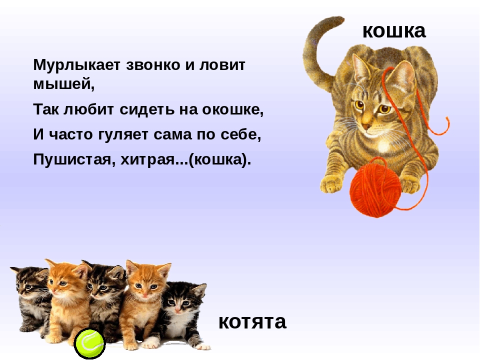 Презентация по ознакомлению с окружающим "Домашние животные"