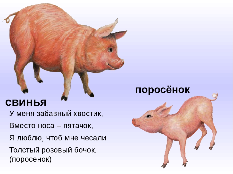 Презентация по ознакомлению с окружающим "Домашние животные"