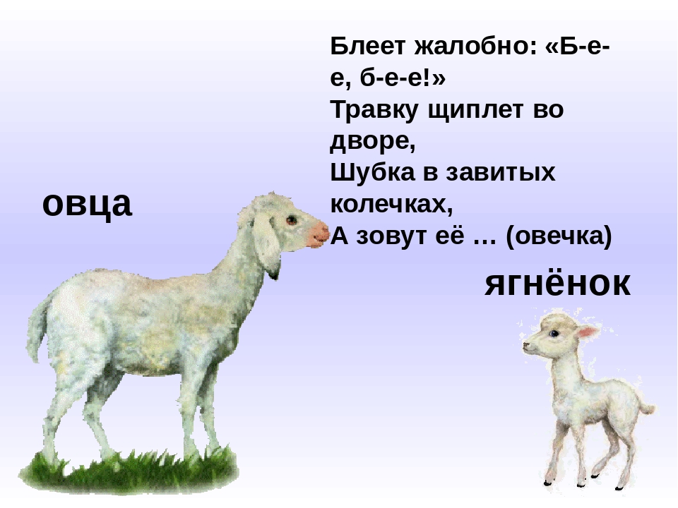 Презентация по ознакомлению с окружающим "Домашние животные"