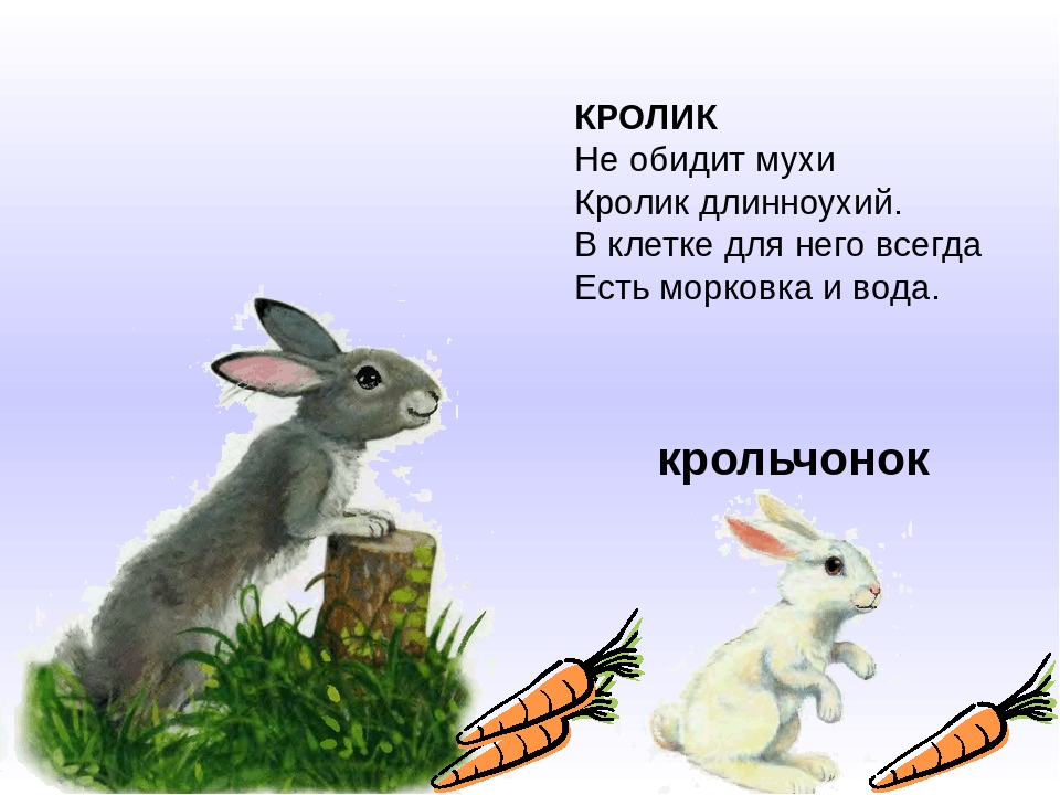 Презентация по ознакомлению с окружающим "Домашние животные"
