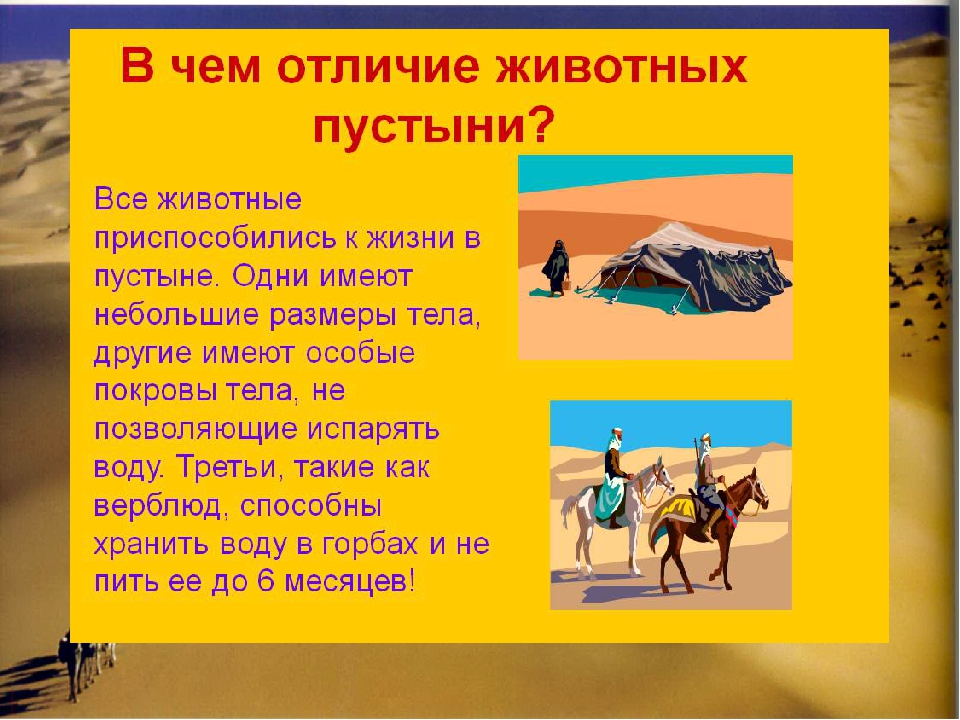 Презентация по познавательному развитию на тему "Пустыня" (подготовительная группа)