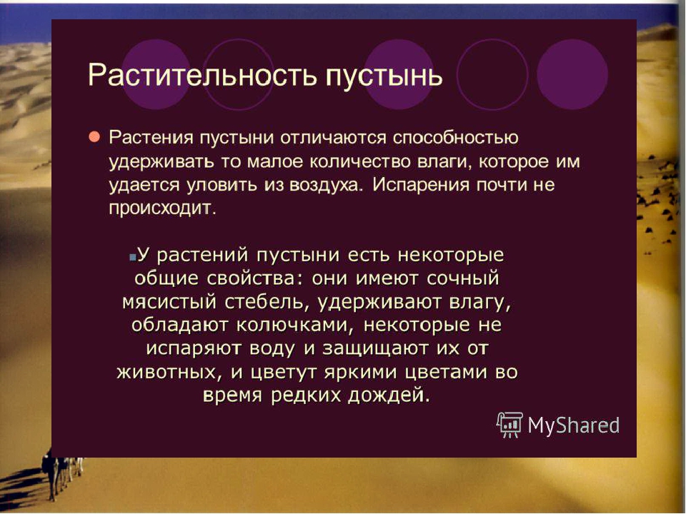 Презентация по познавательному развитию на тему "Пустыня" (подготовительная группа)