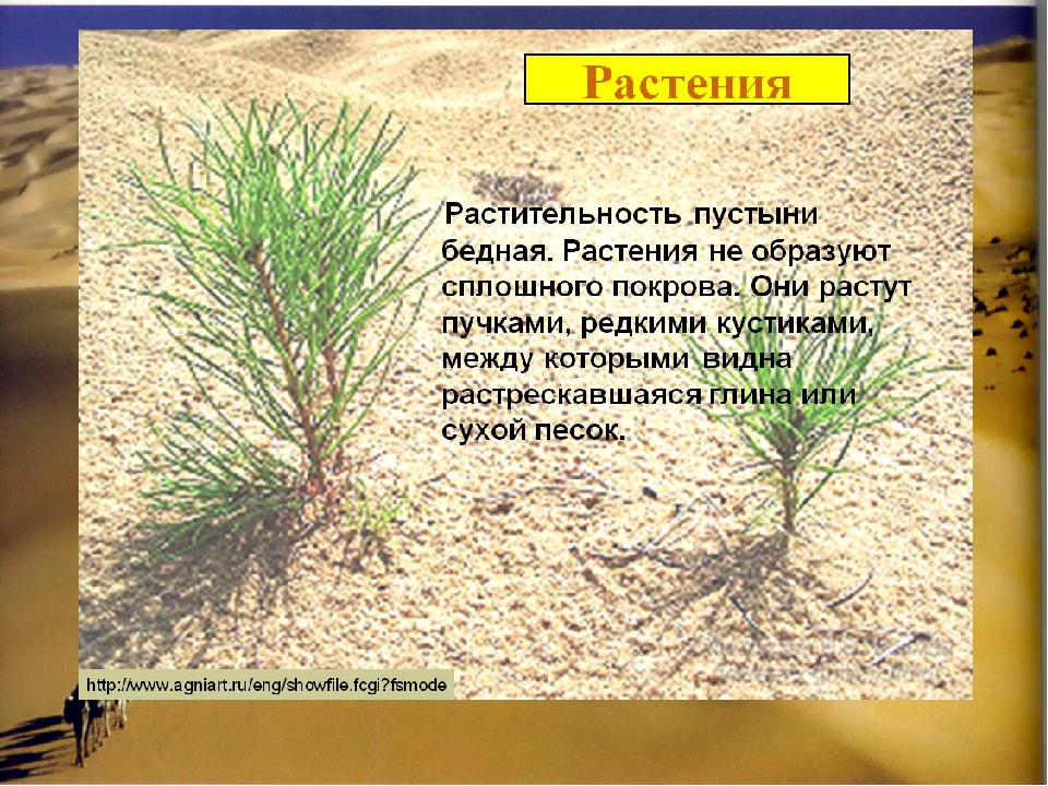 Презентация по познавательному развитию на тему "Пустыня" (подготовительная группа)