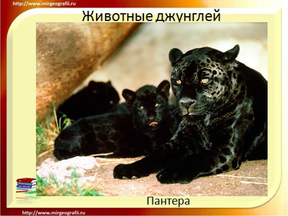 Презентация по познавательному развитию на тему "Джунгли" (старшая группа)