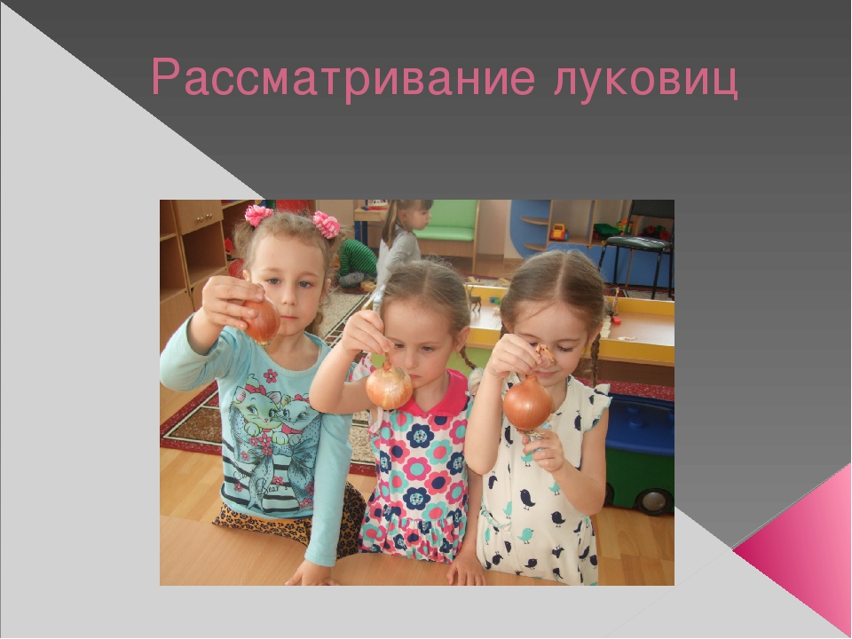 Урок, презентация, Опыт и эксперименты с луком