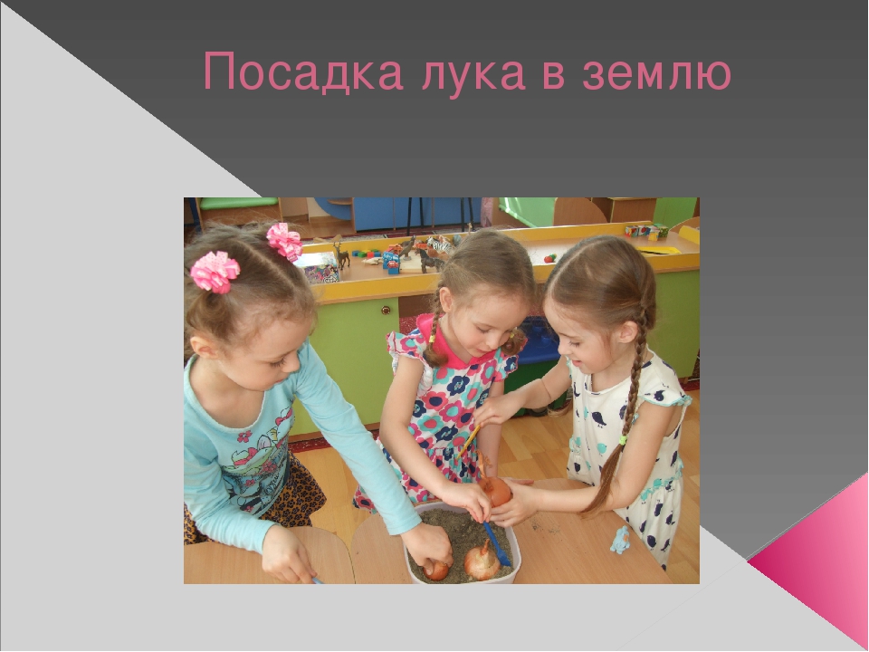 Урок, презентация, Опыт и эксперименты с луком