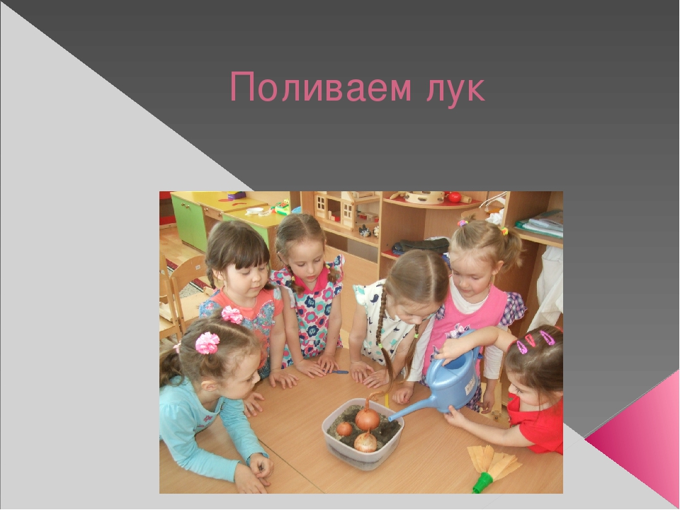 Урок, презентация, Опыт и эксперименты с луком