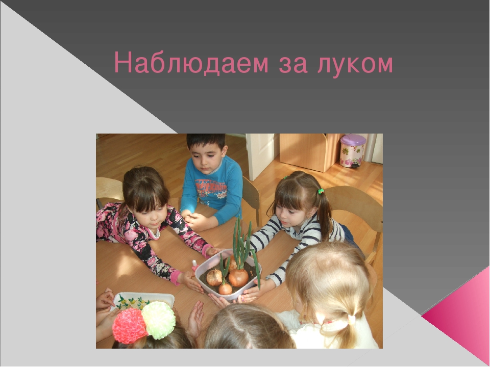 Урок, презентация, Опыт и эксперименты с луком