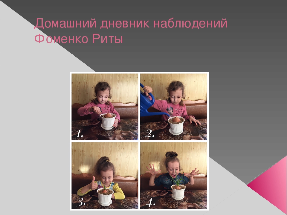 Урок, презентация, Опыт и эксперименты с луком