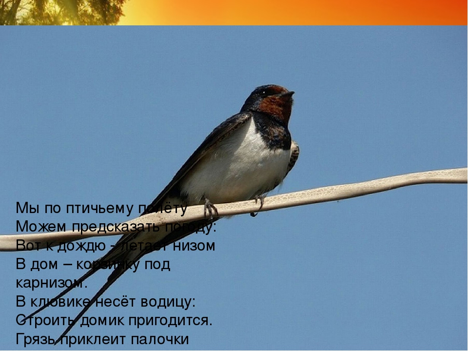 Презентация для детей с ОНР подготовительной группы "Перелетные птицы"