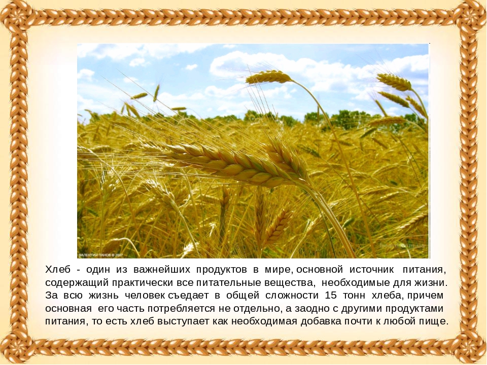 Презентация на тему "Хлеб - всему голова!"