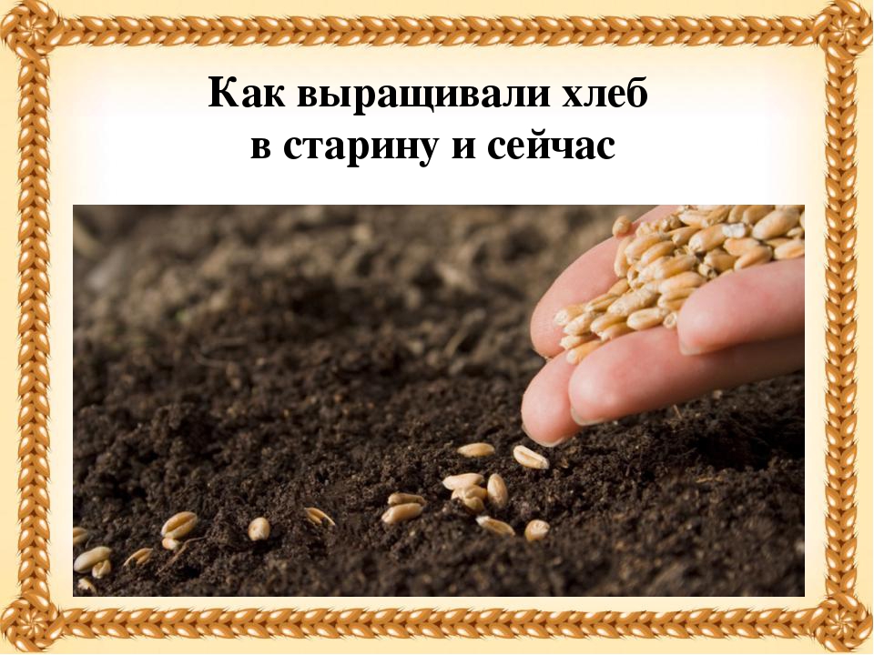 Презентация на тему "Хлеб - всему голова!"
