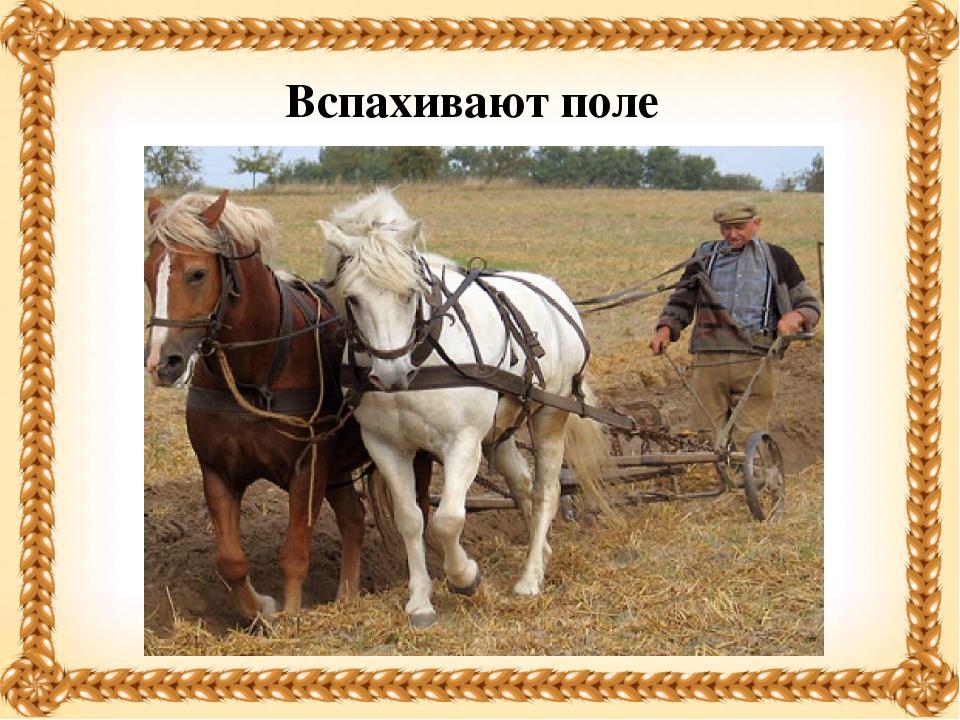 Презентация на тему "Хлеб - всему голова!"