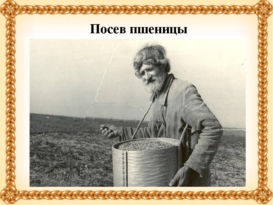 Презентация на тему "Хлеб - всему голова!"