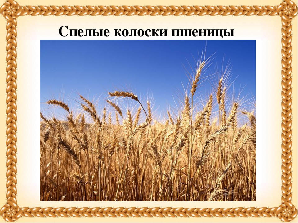 Презентация на тему "Хлеб - всему голова!"