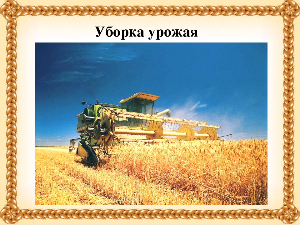Презентация на тему "Хлеб - всему голова!"