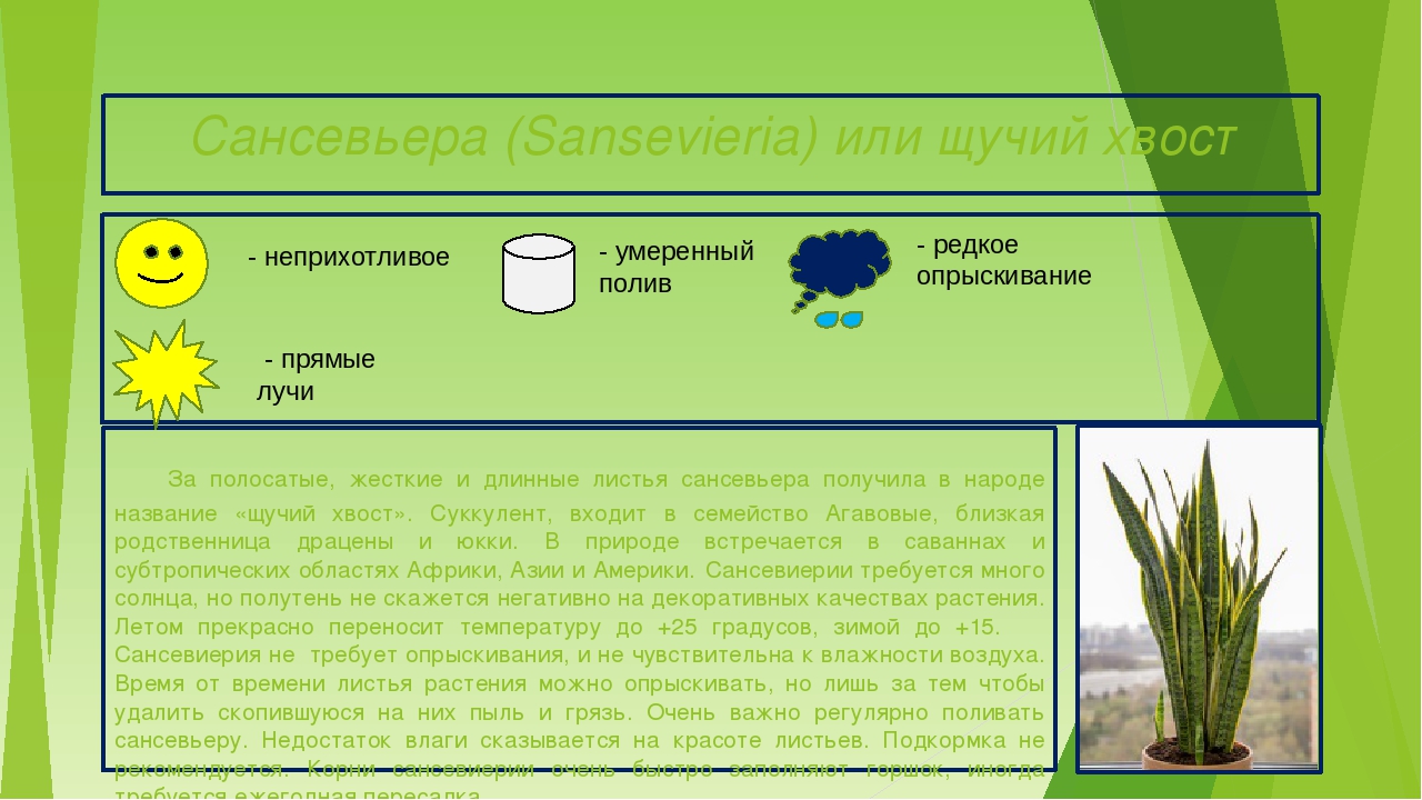 Презентация "Паспорта комнатных растений"