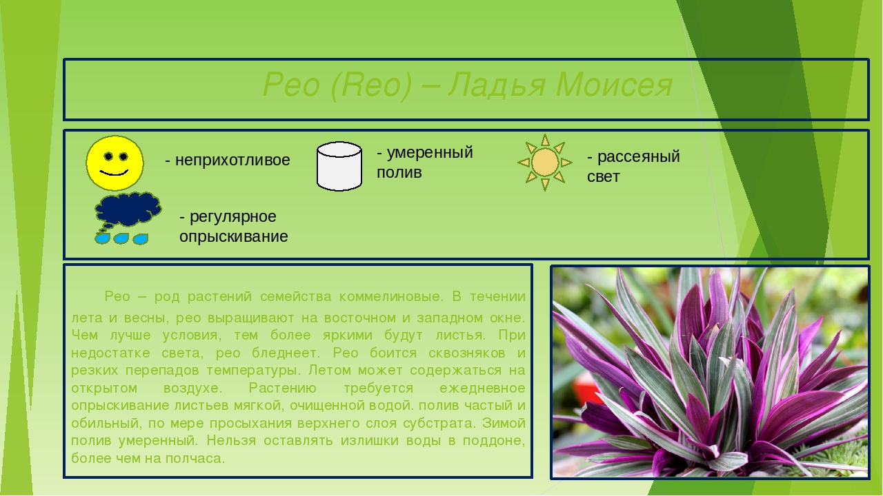 Паспортизация растений презентация