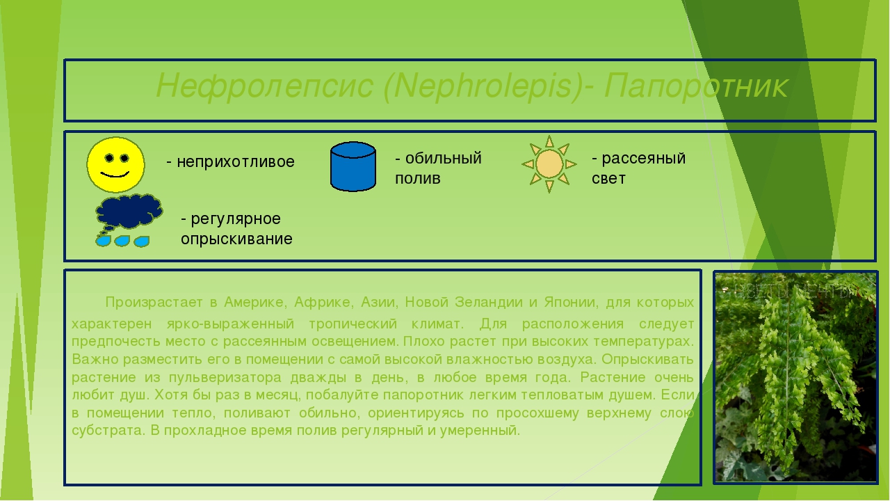 Презентация "Паспорта комнатных растений"