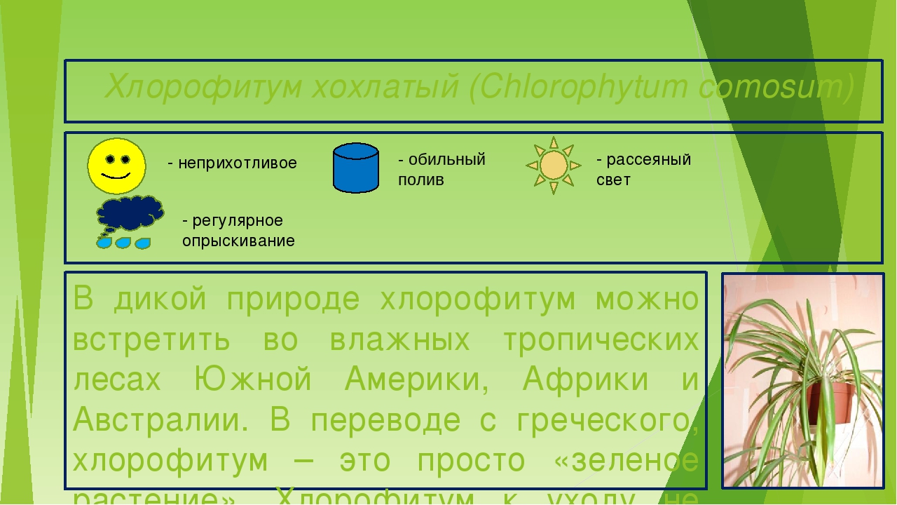 Презентация "Паспорта комнатных растений"