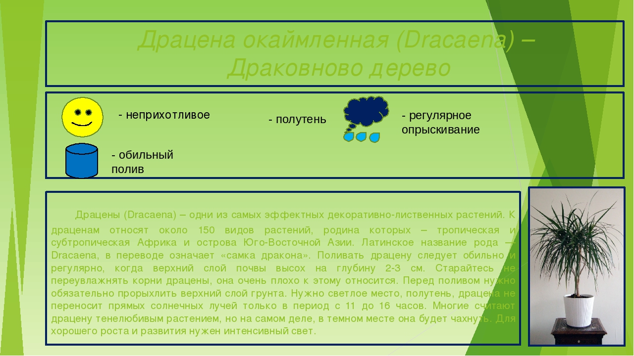 Презентация "Паспорта комнатных растений"