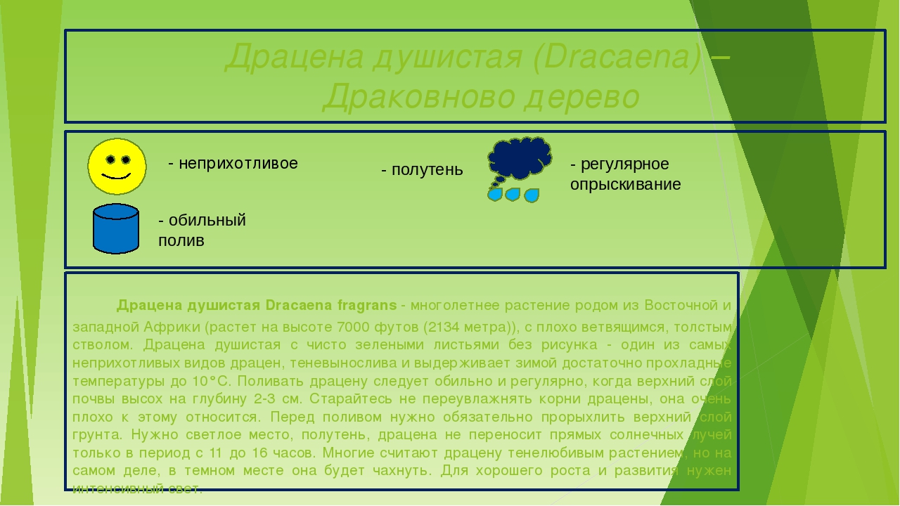 Презентация "Паспорта комнатных растений"